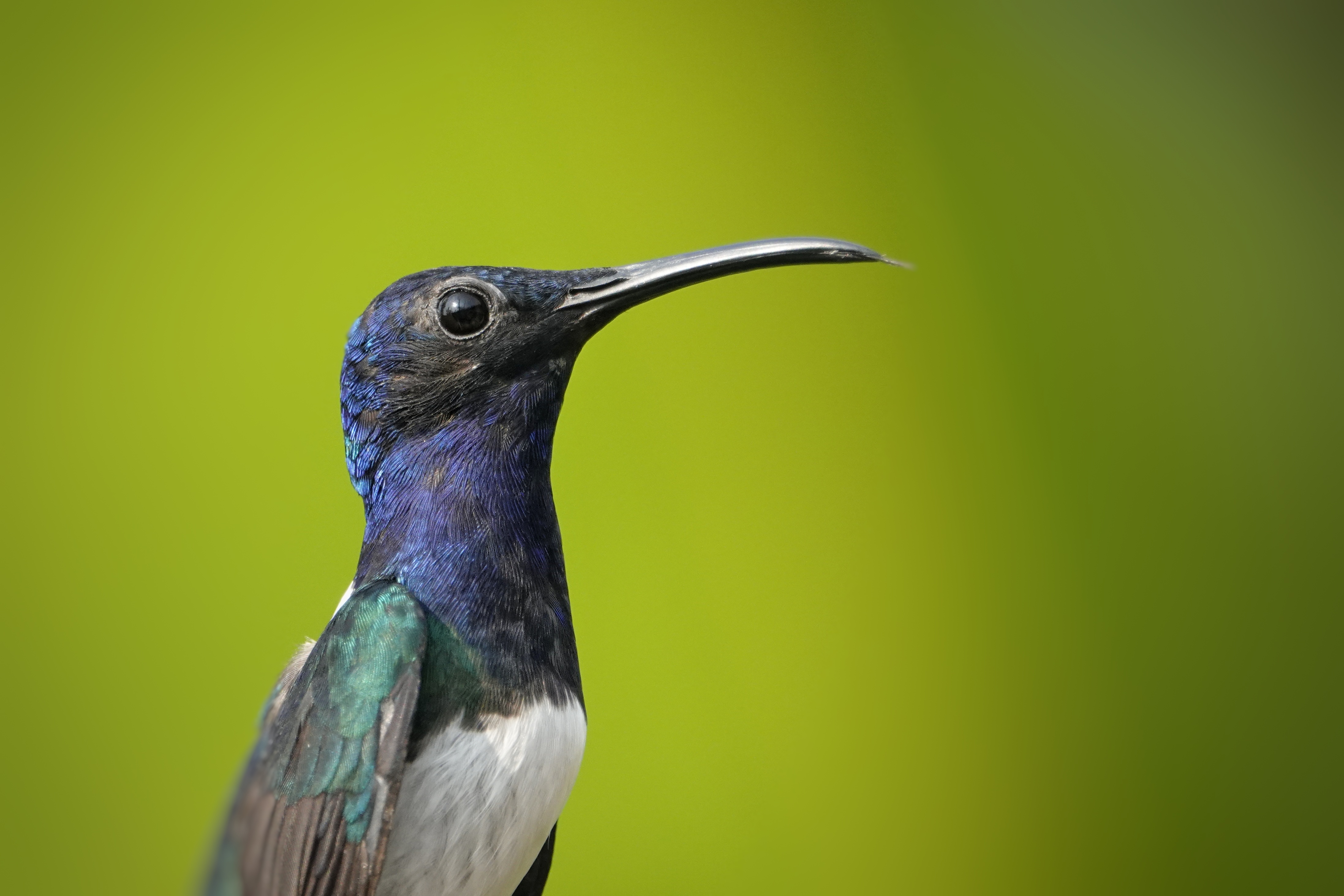 Colibri